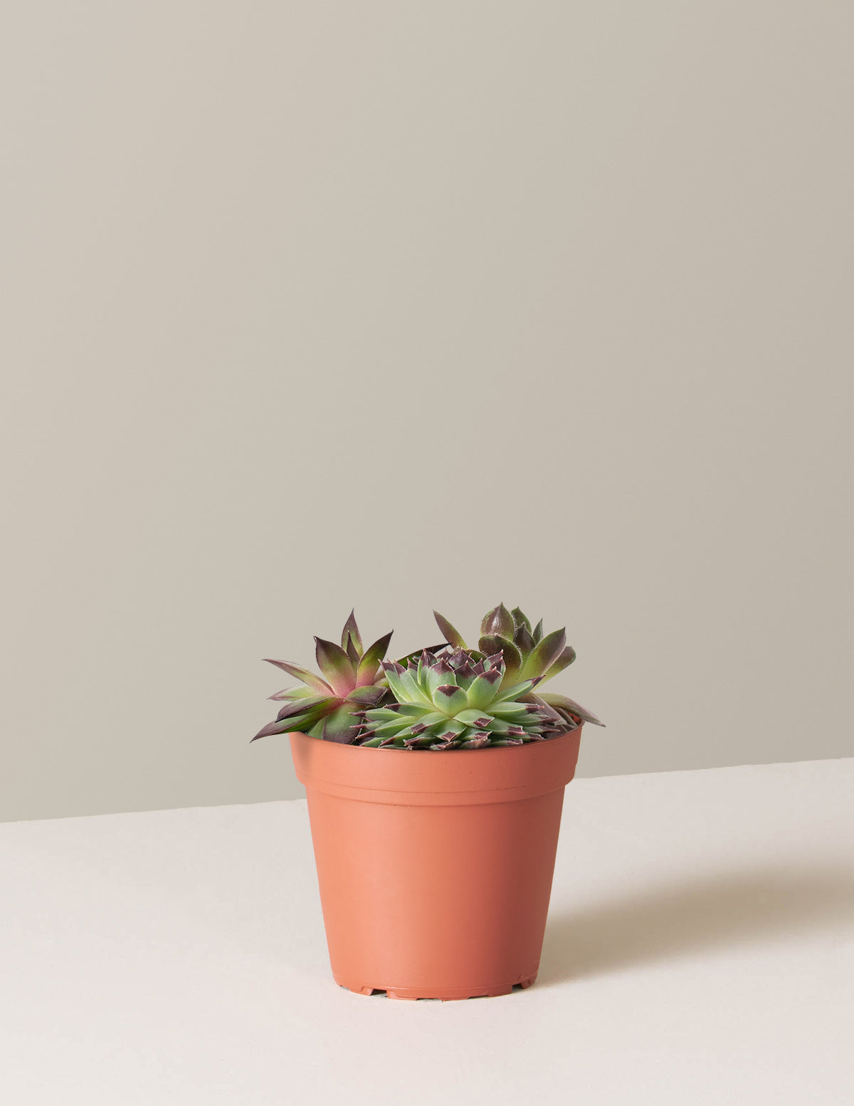 Succulent Mix