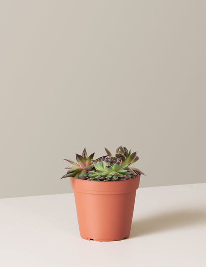 Succulent Mix
