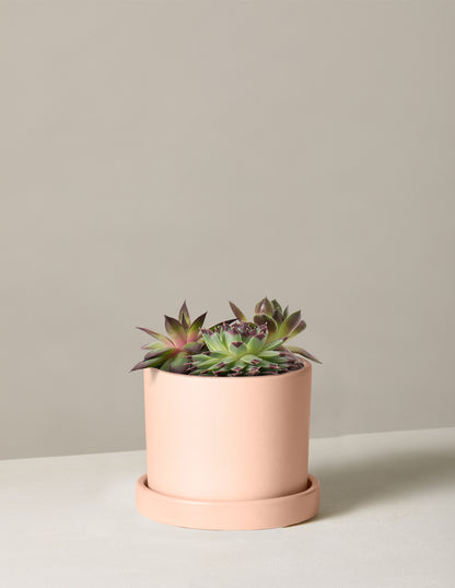 Succulent Mix