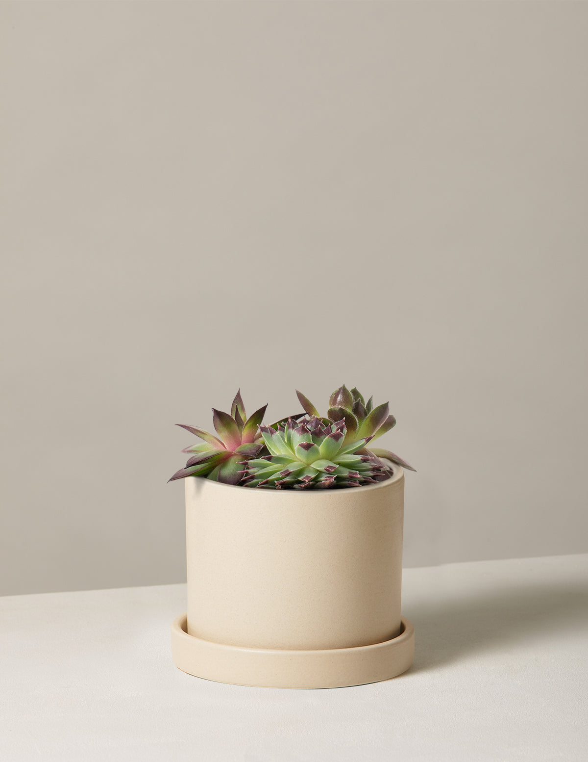Succulent Mix