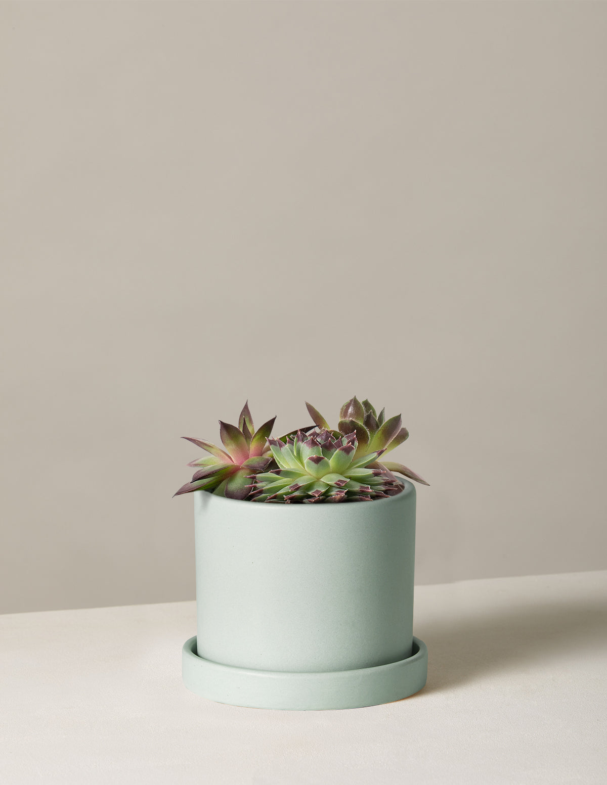 Succulent Mix