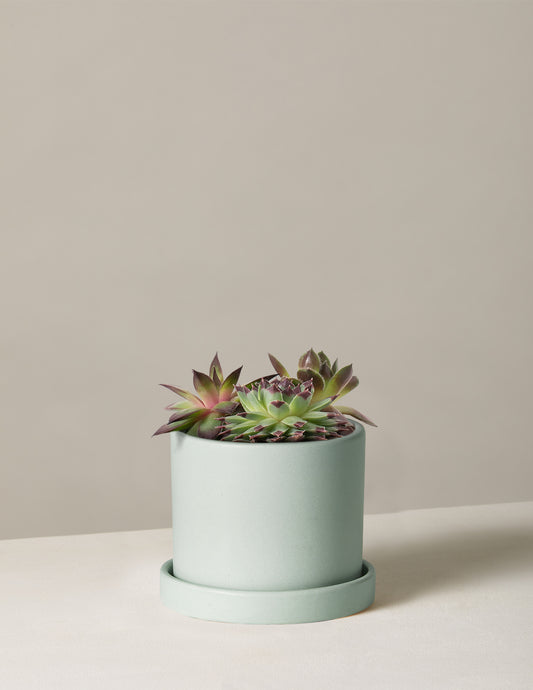 Succulent Mix