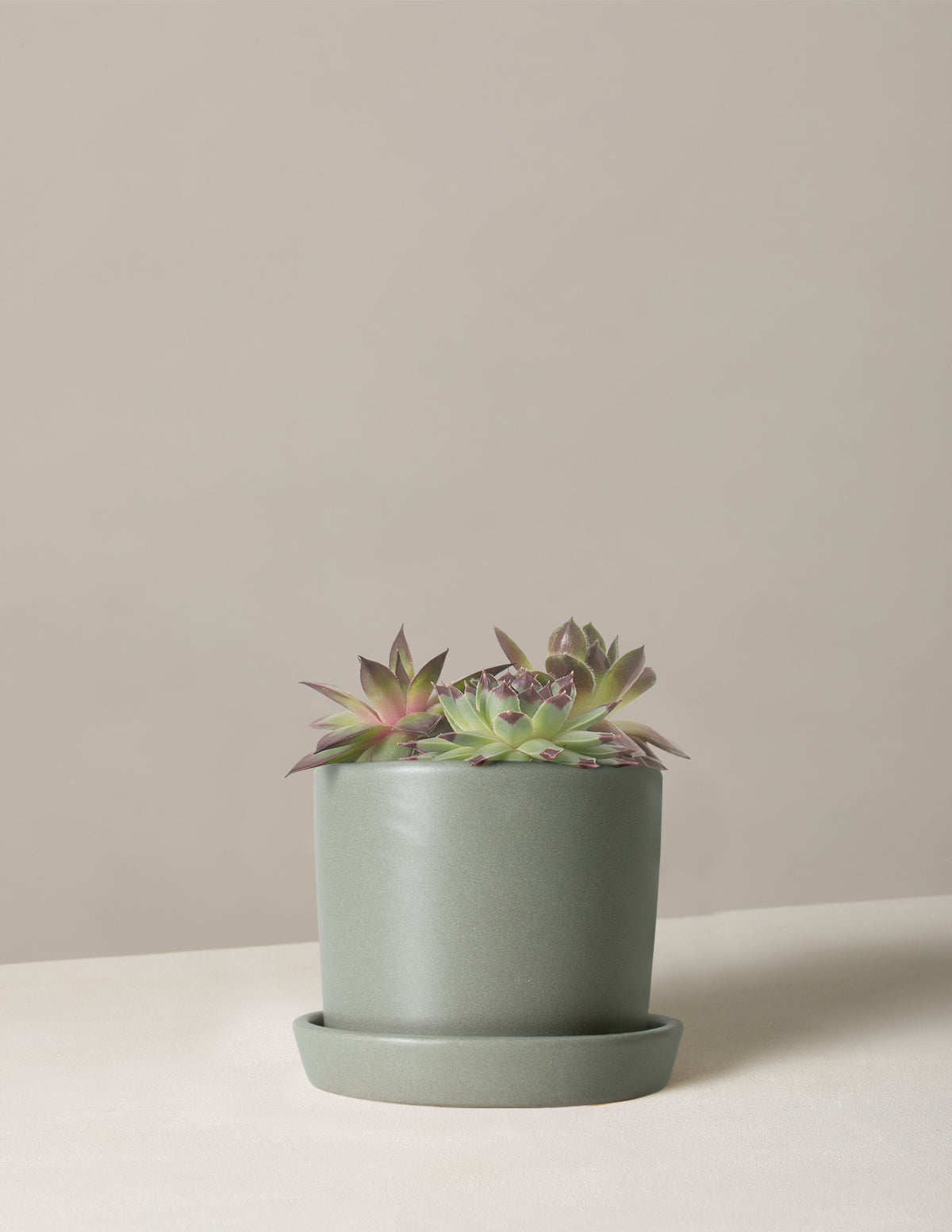 Succulent Mix
