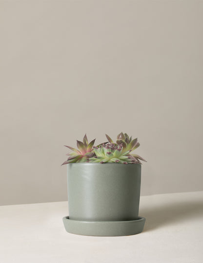 Succulent Mix