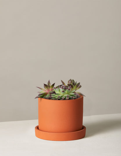Succulent Mix