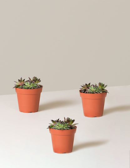 Succulent Mix