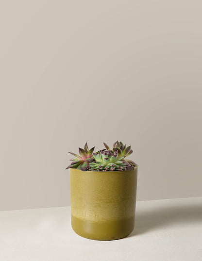 Succulent Mix