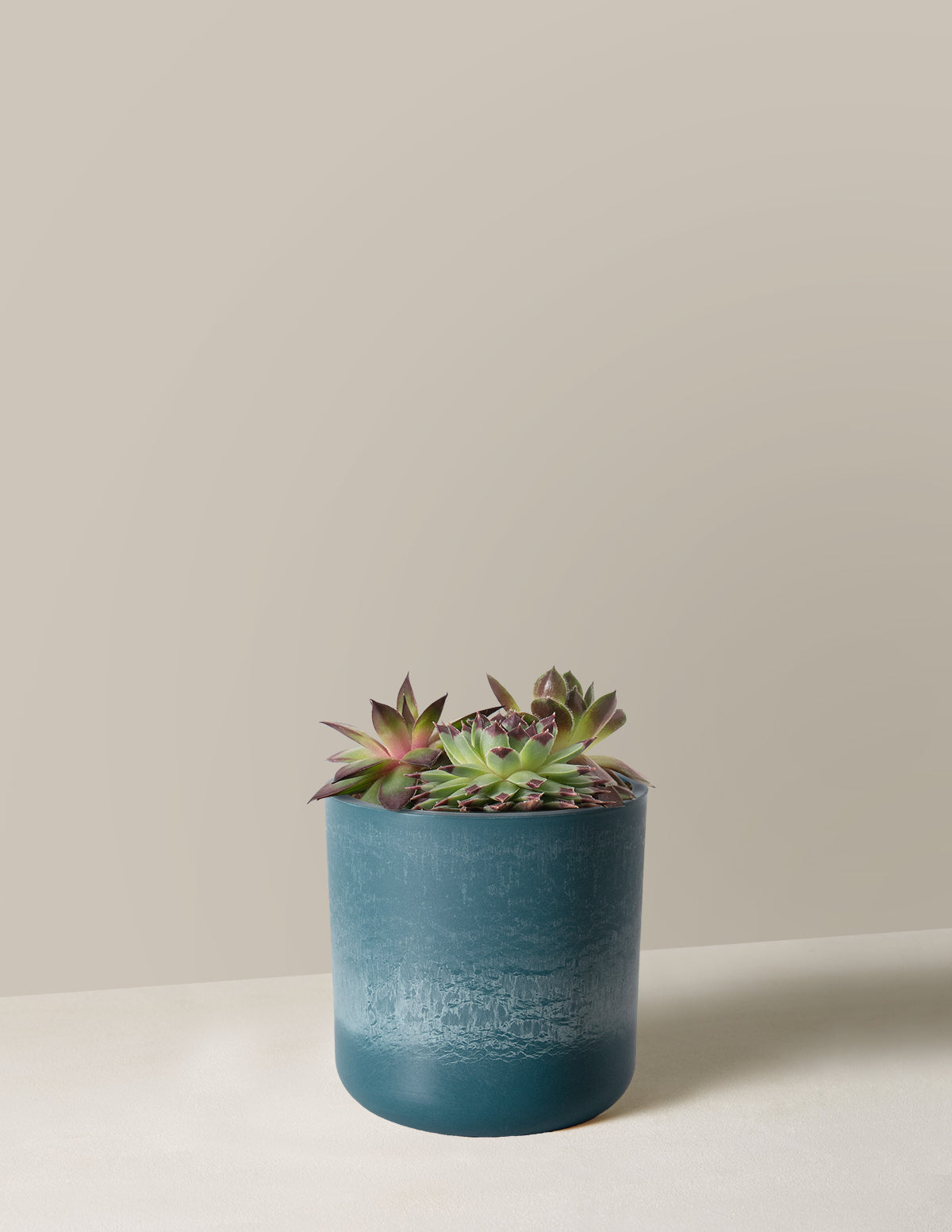 Succulent Mix
