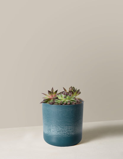 Succulent Mix