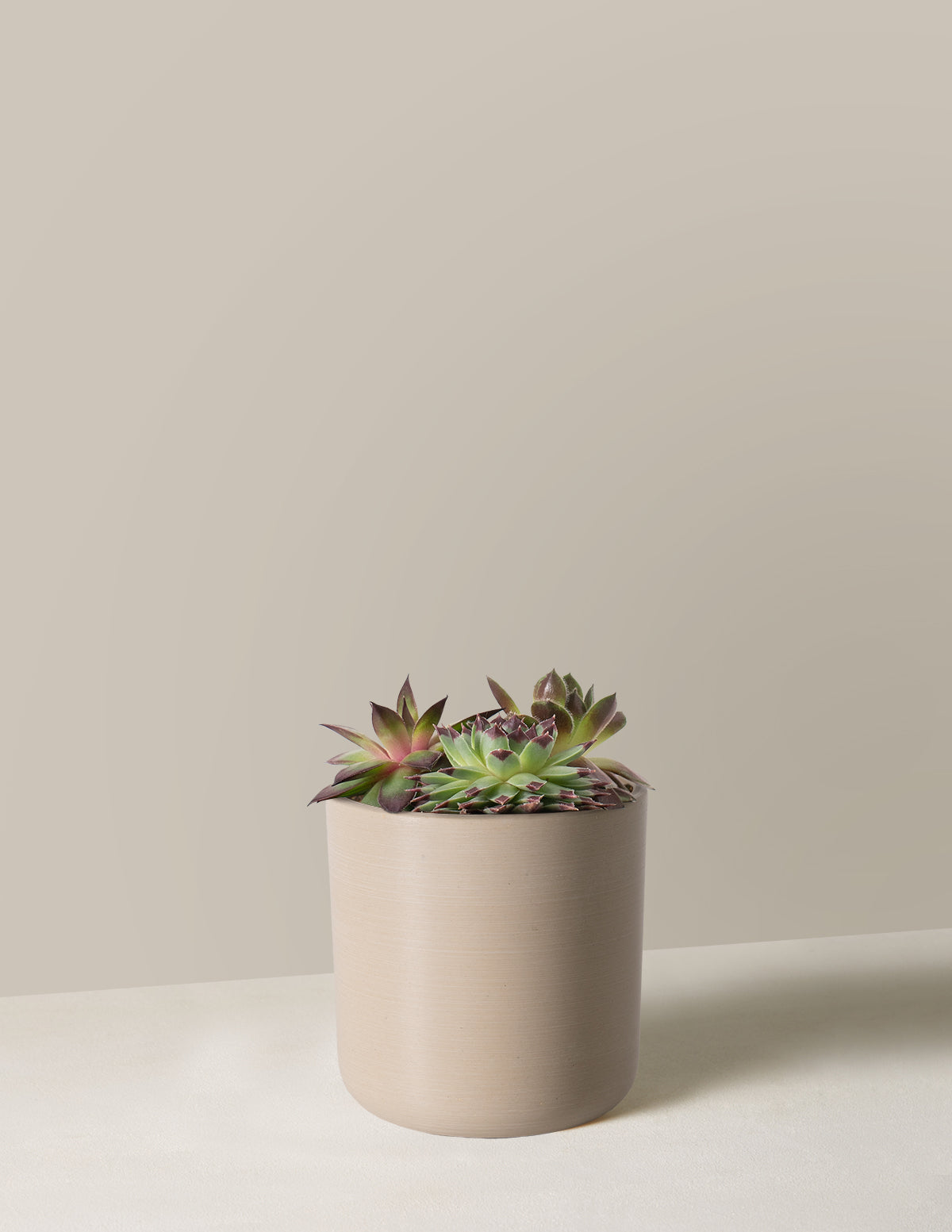 Succulent Mix