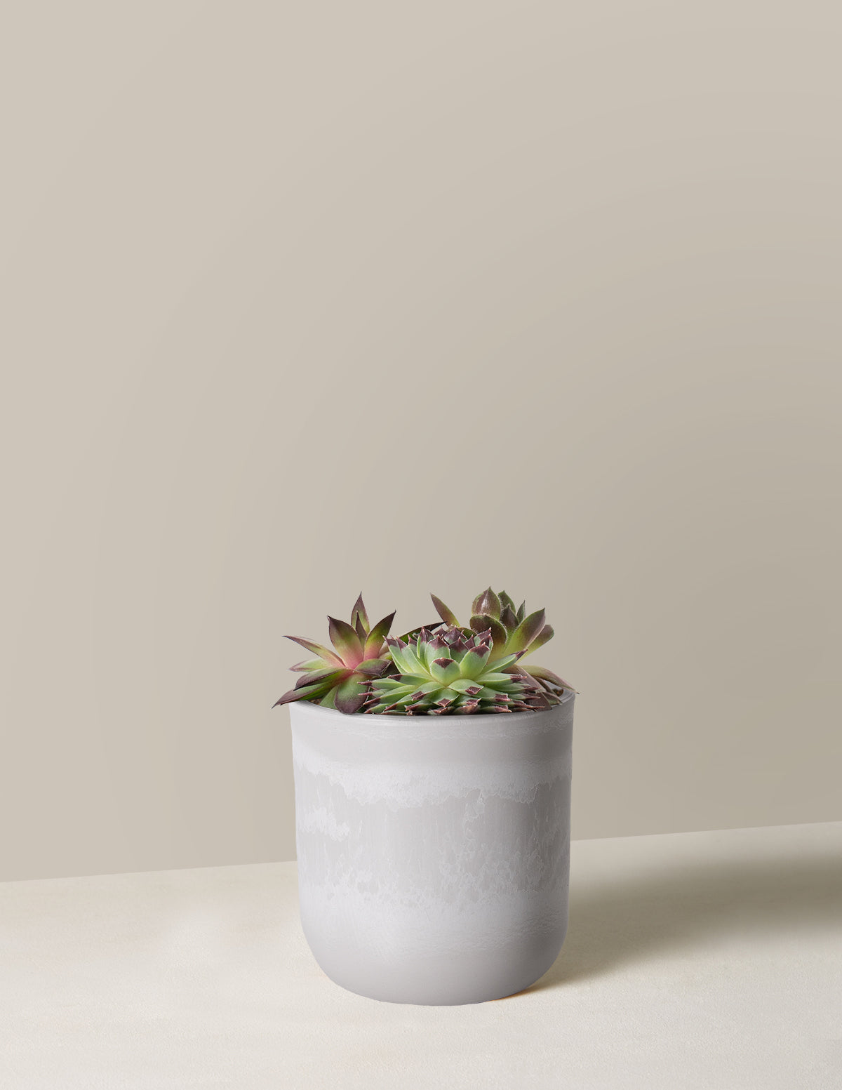 Succulent Mix