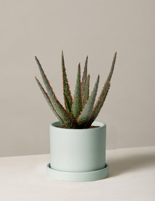 Aloe Christmas Carol