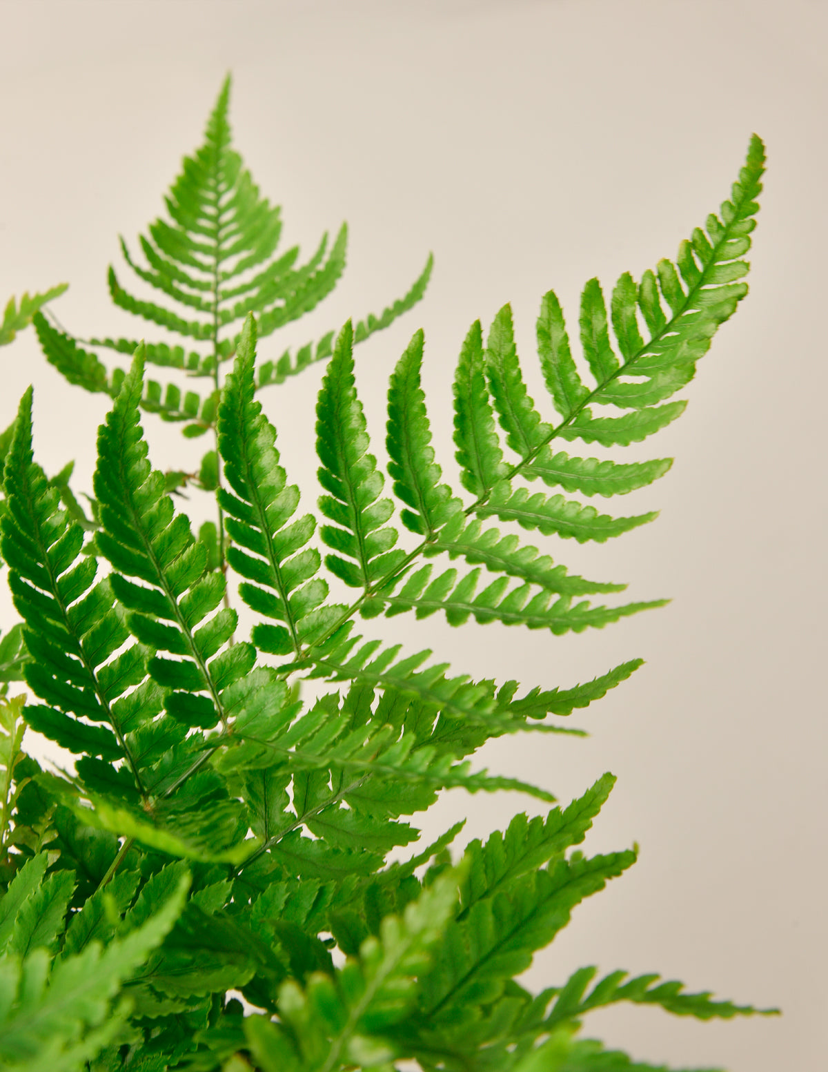 products/the-sill-ficus-altissima_medium-gallery-01.jpg