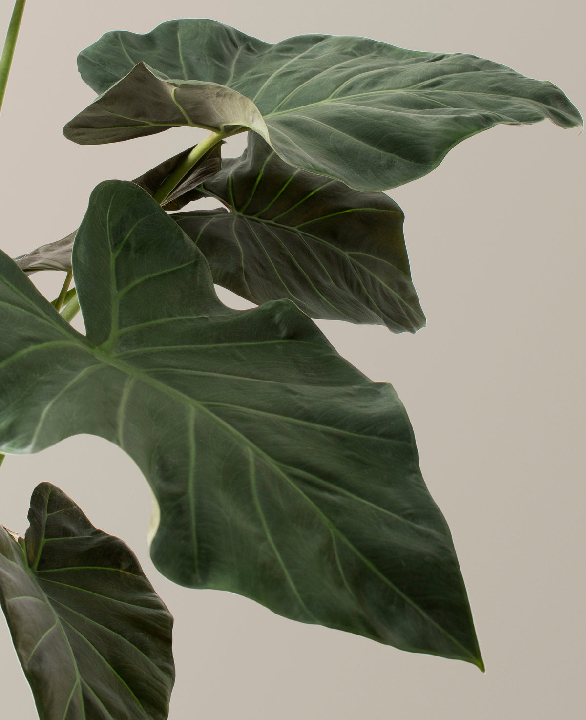 Large Alocasia Regal Shield