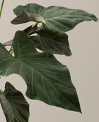 Large Alocasia Regal Shield