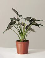 bundle | Large | Grow Pot