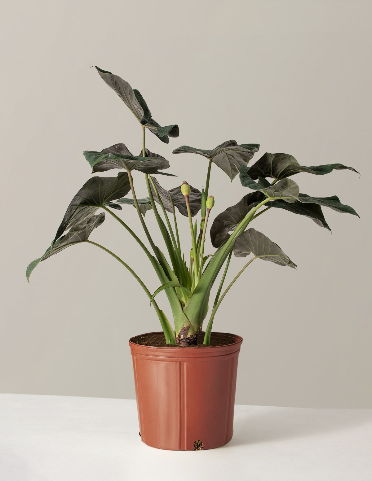 bundle | Large | Grow Pot