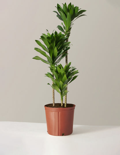 large dracaena compacta cane Large Dracaena Compacta Cane Houseplant - Large (2' to 4' tall) Sea Glass Planter