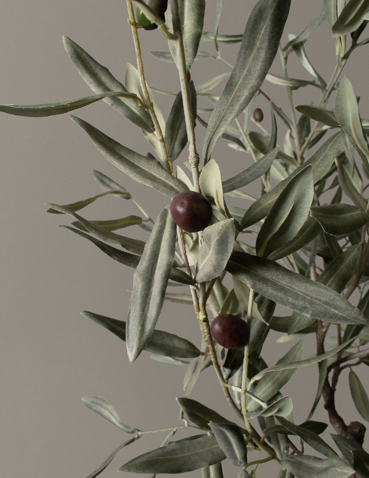 Olive Tree (Copy) Houseplant