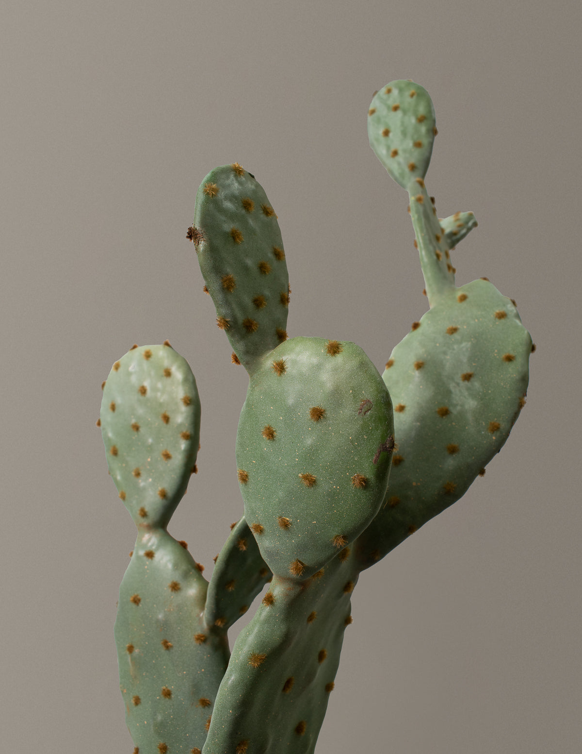 Artificial Cactus