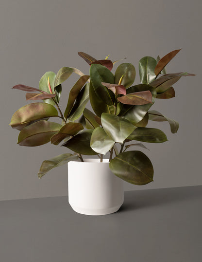 Faux Rubber Tree