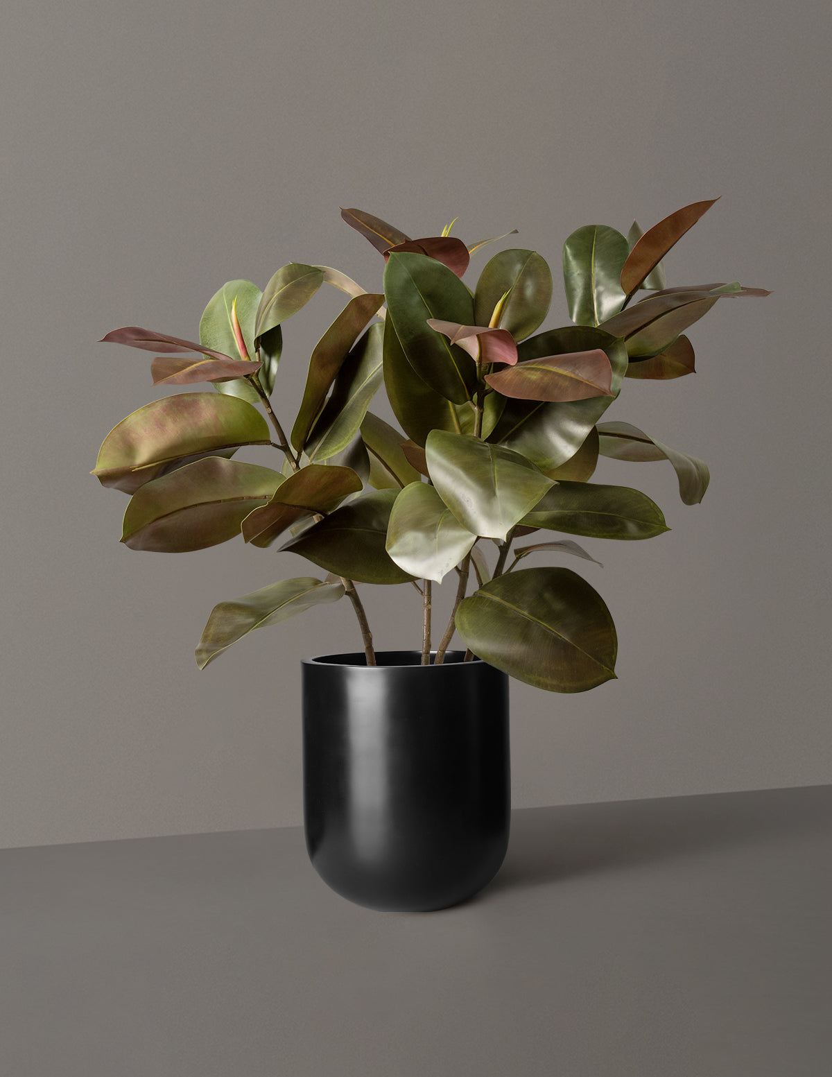 Faux Rubber Tree