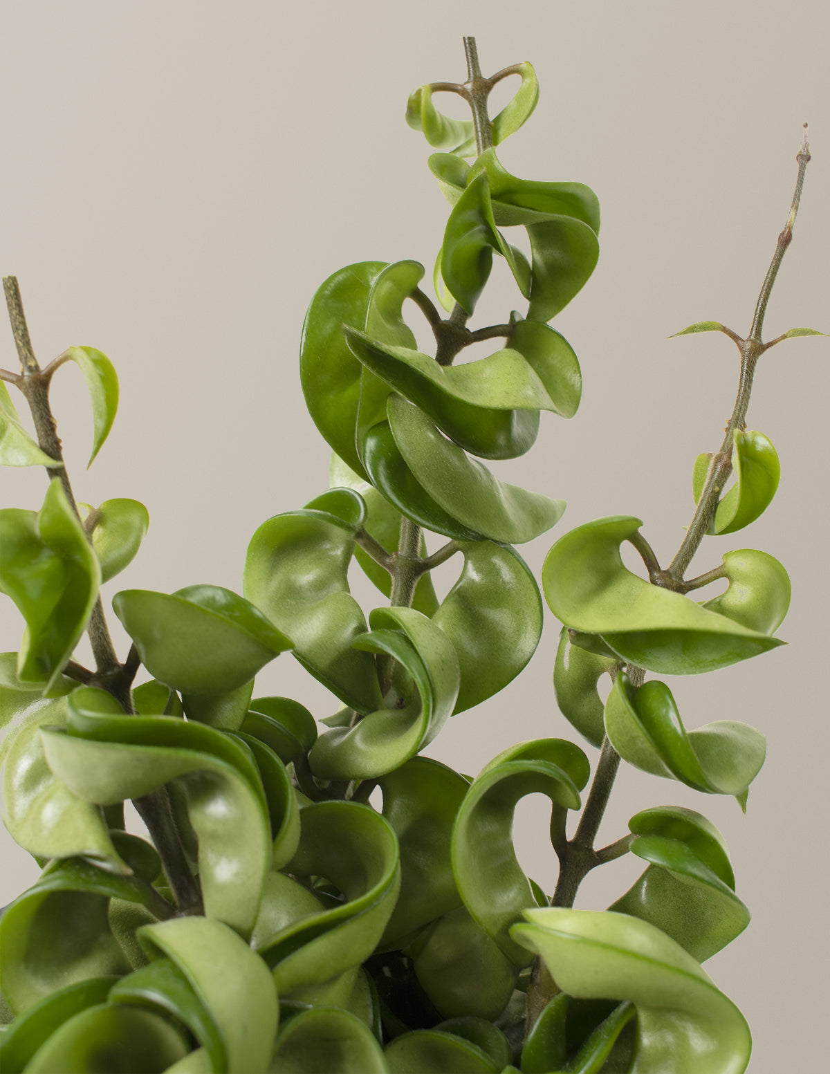 indian rope succulent Hoya Rope