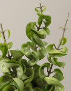 Hoya Rope