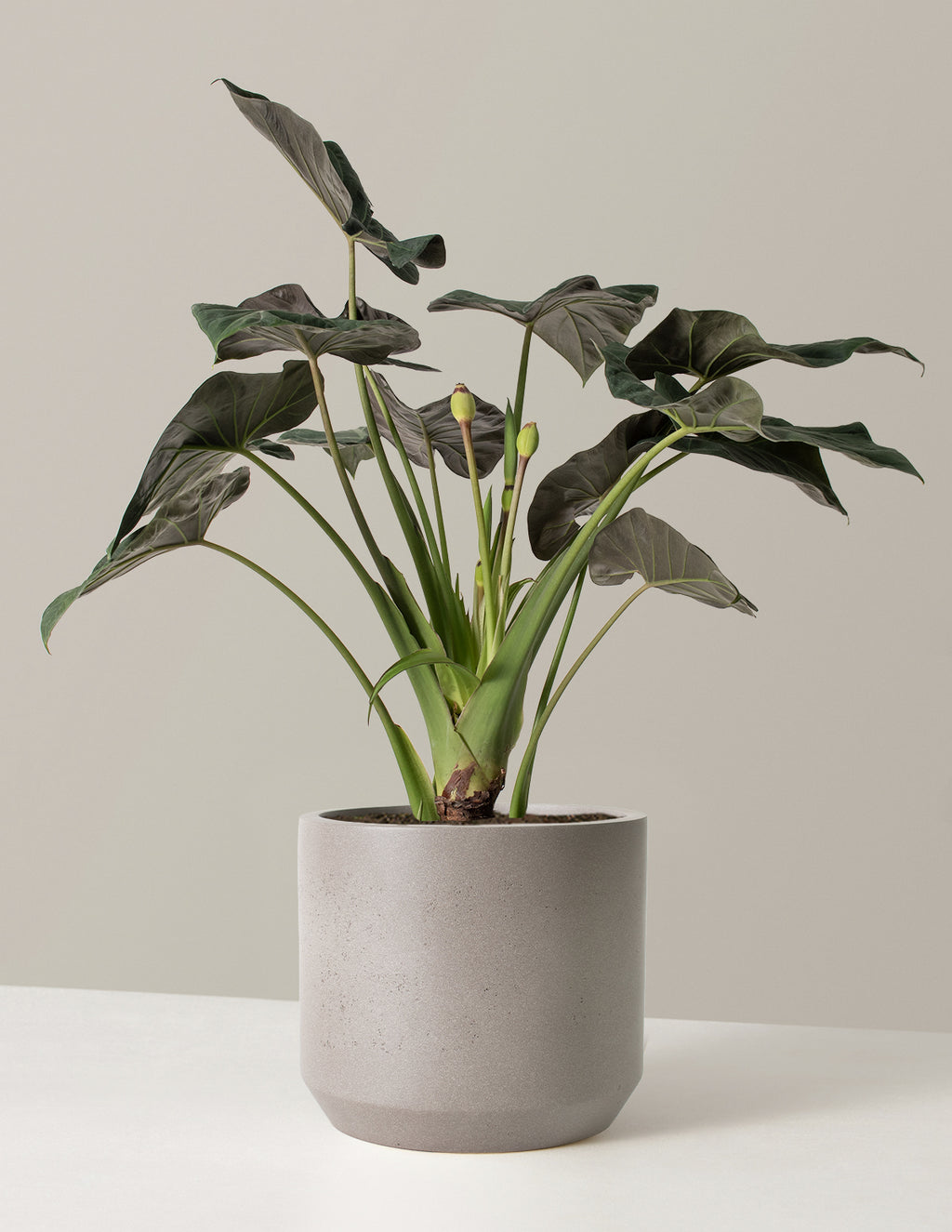Large Alocasia Regal Shield