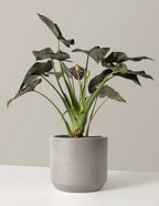 Large Alocasia Regal Shield