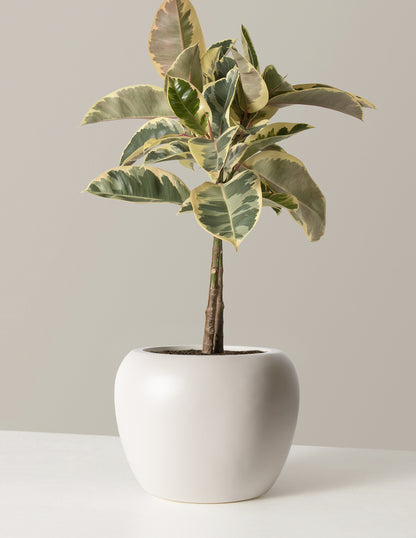 Large Ficus Tineke Tree