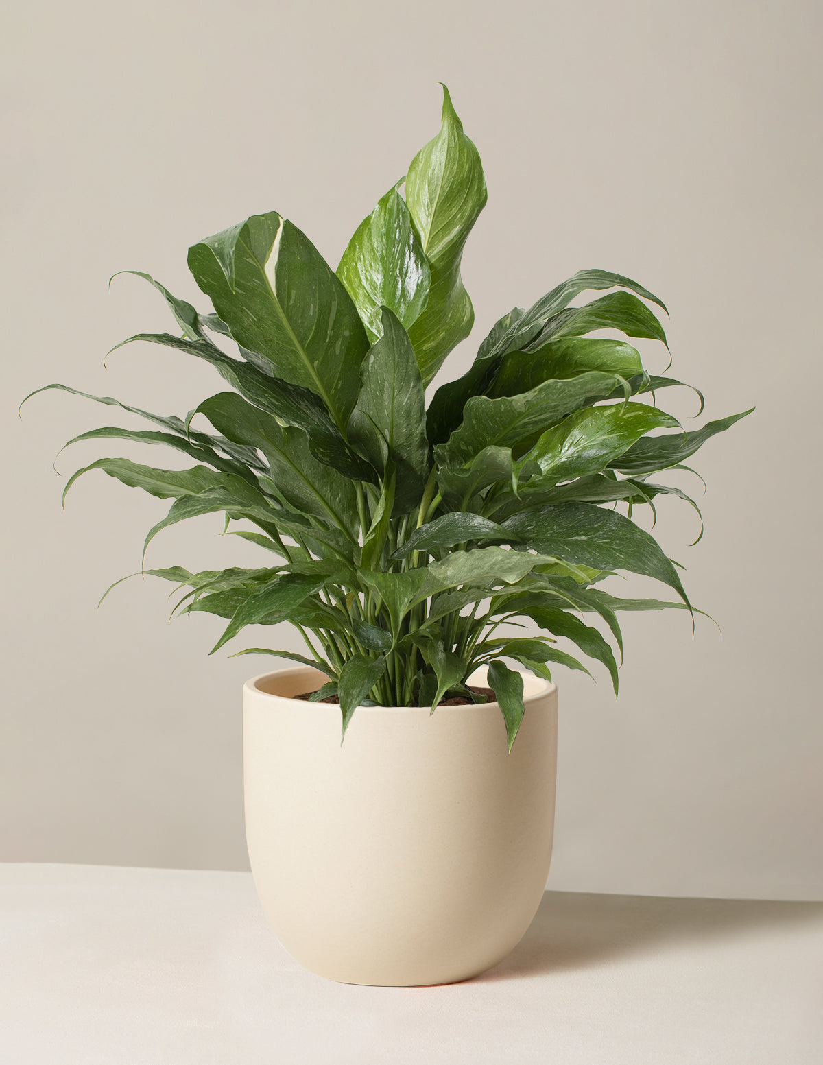 peace lily house plant Peace Lily Domino | Easy Care Plants & Houseplants for Delivery