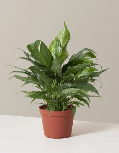 peace lily pets Peace Lily Domino | Easy Care Plants & Houseplants for Delivery