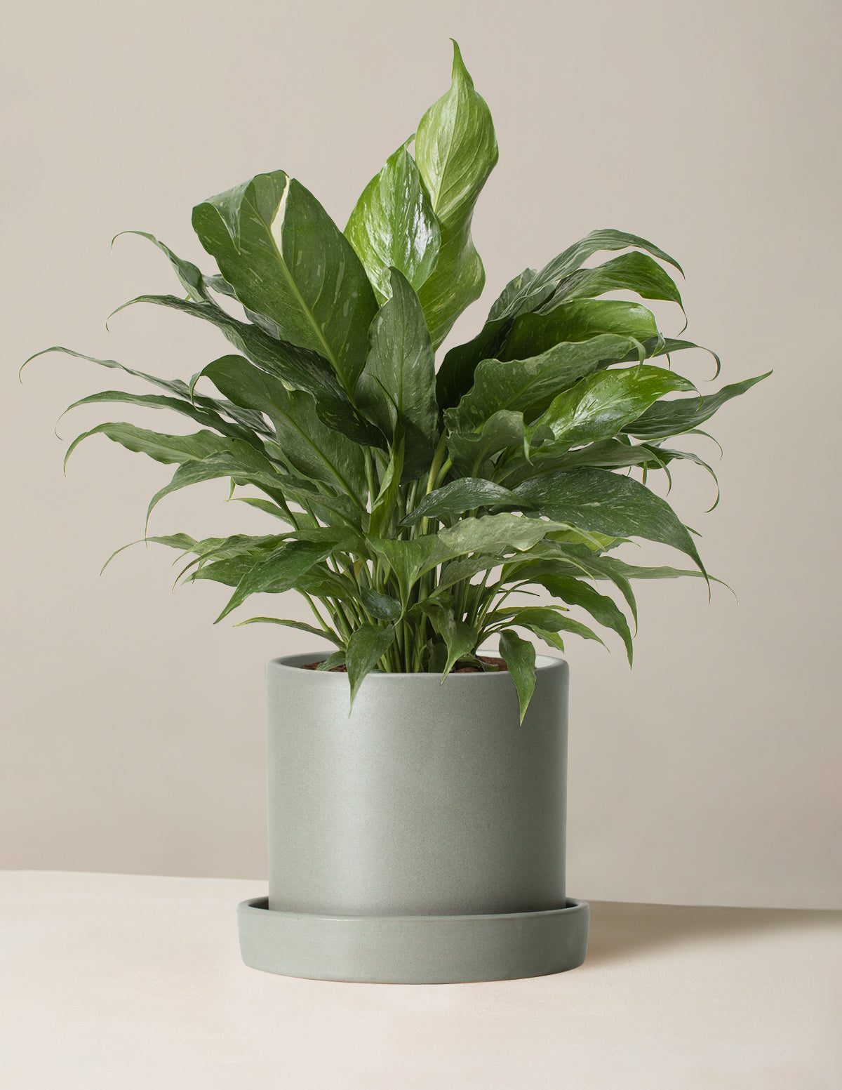 Peace Lily ‘Domino’