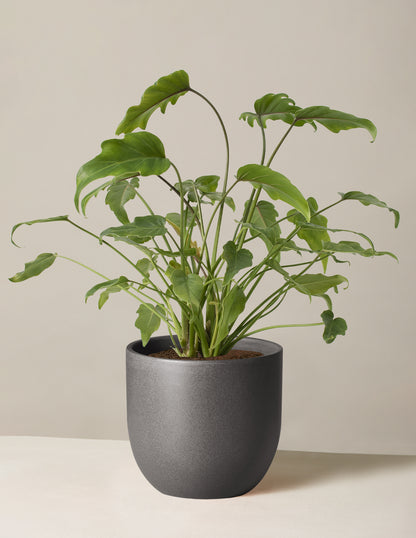 philodendron xantal Philodendron Xanadu | Houseplants for Delivery