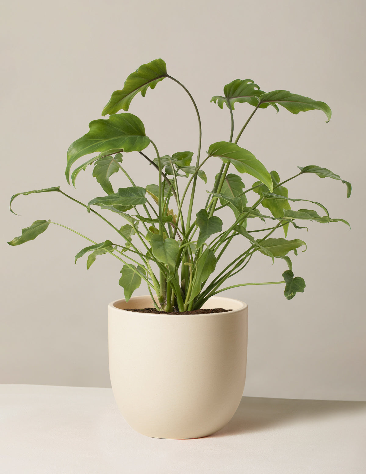 Philodendron Xanadu | Houseplants for Delivery