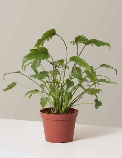 philodendron xanadu growth rate Philodendron Xanadu | Houseplants for Delivery