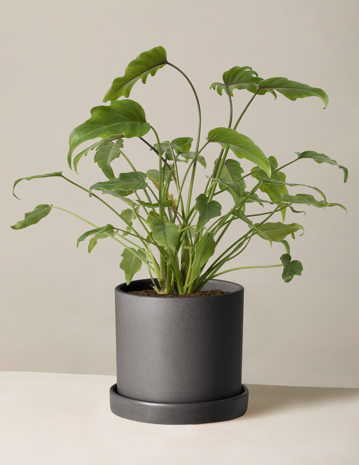 philodendron giant xanadu Philodendron Xanadu | Houseplants for Delivery