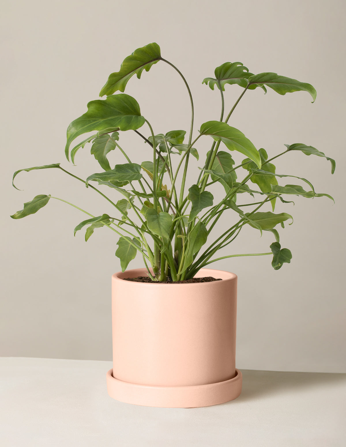 Philodendron Xanadu