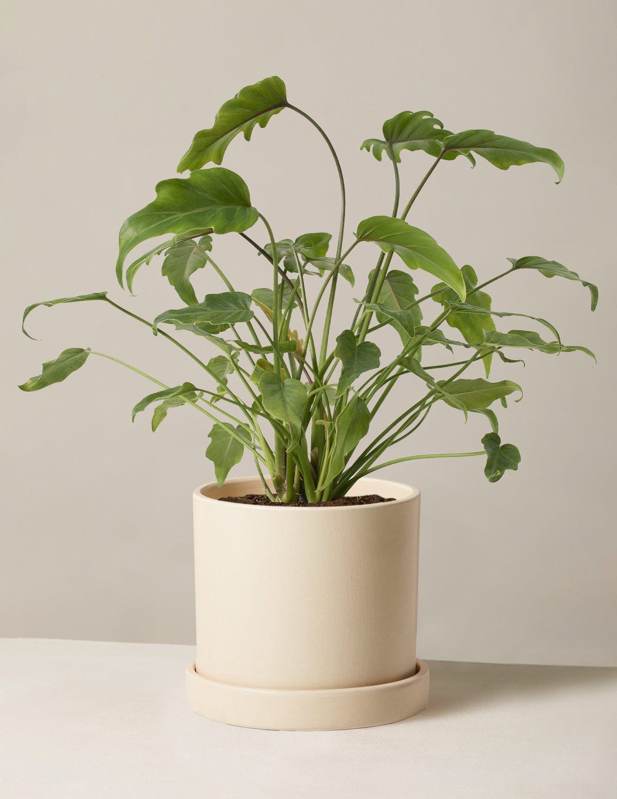 how to care for xanadu philodendron Philodendron Xanadu