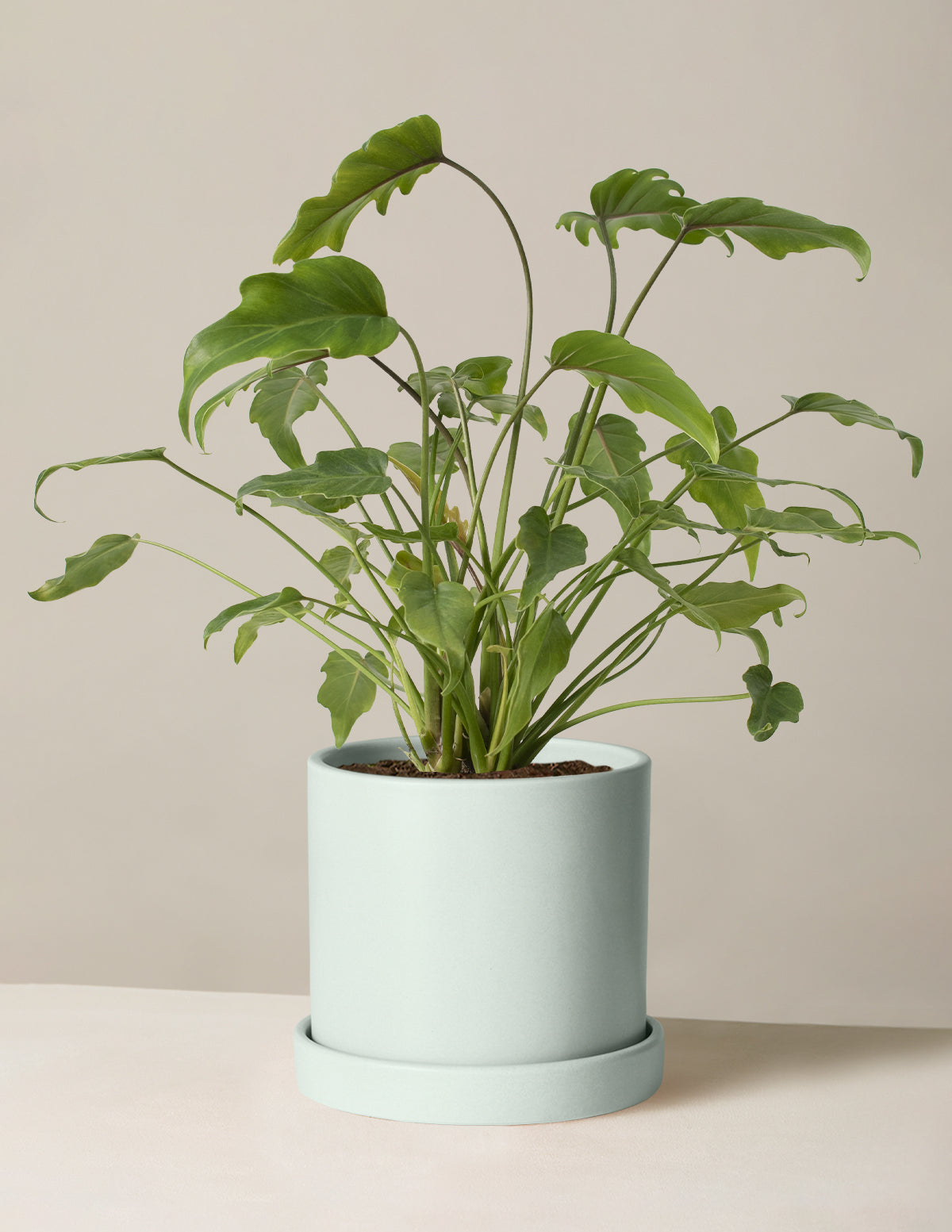 Philodendron Xanadu