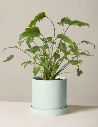 Philodendron Xanadu