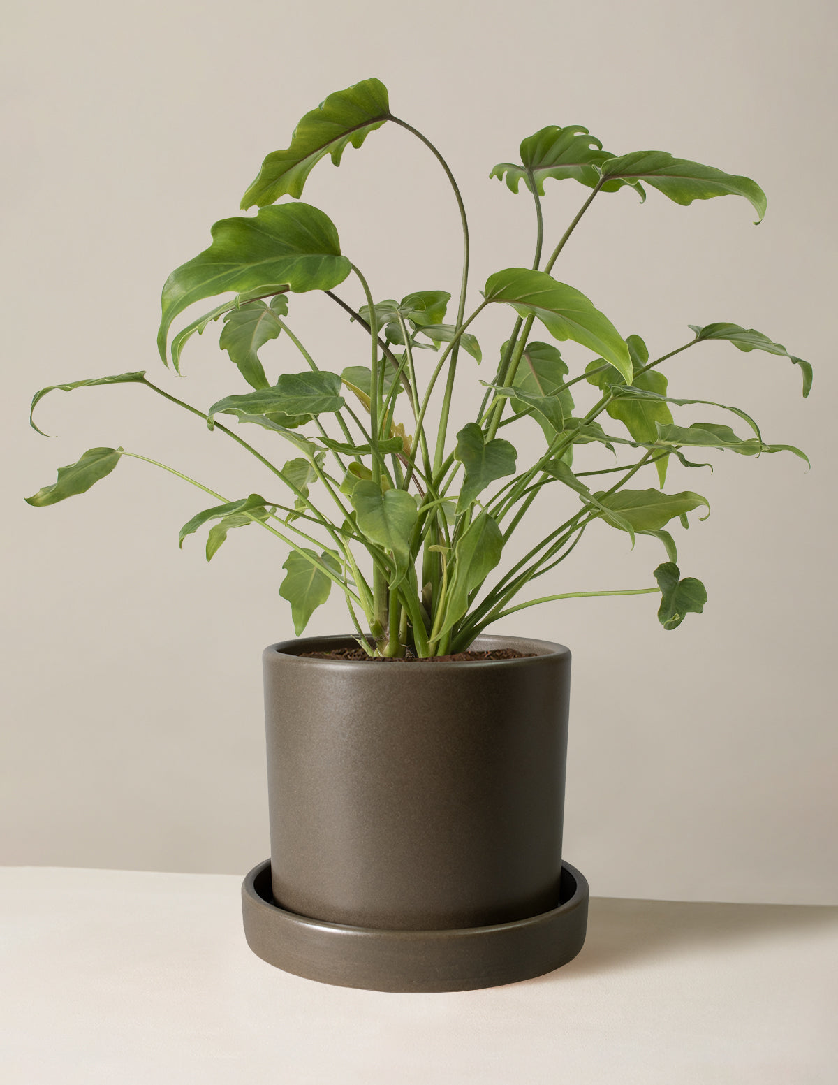Philodendron Xanadu