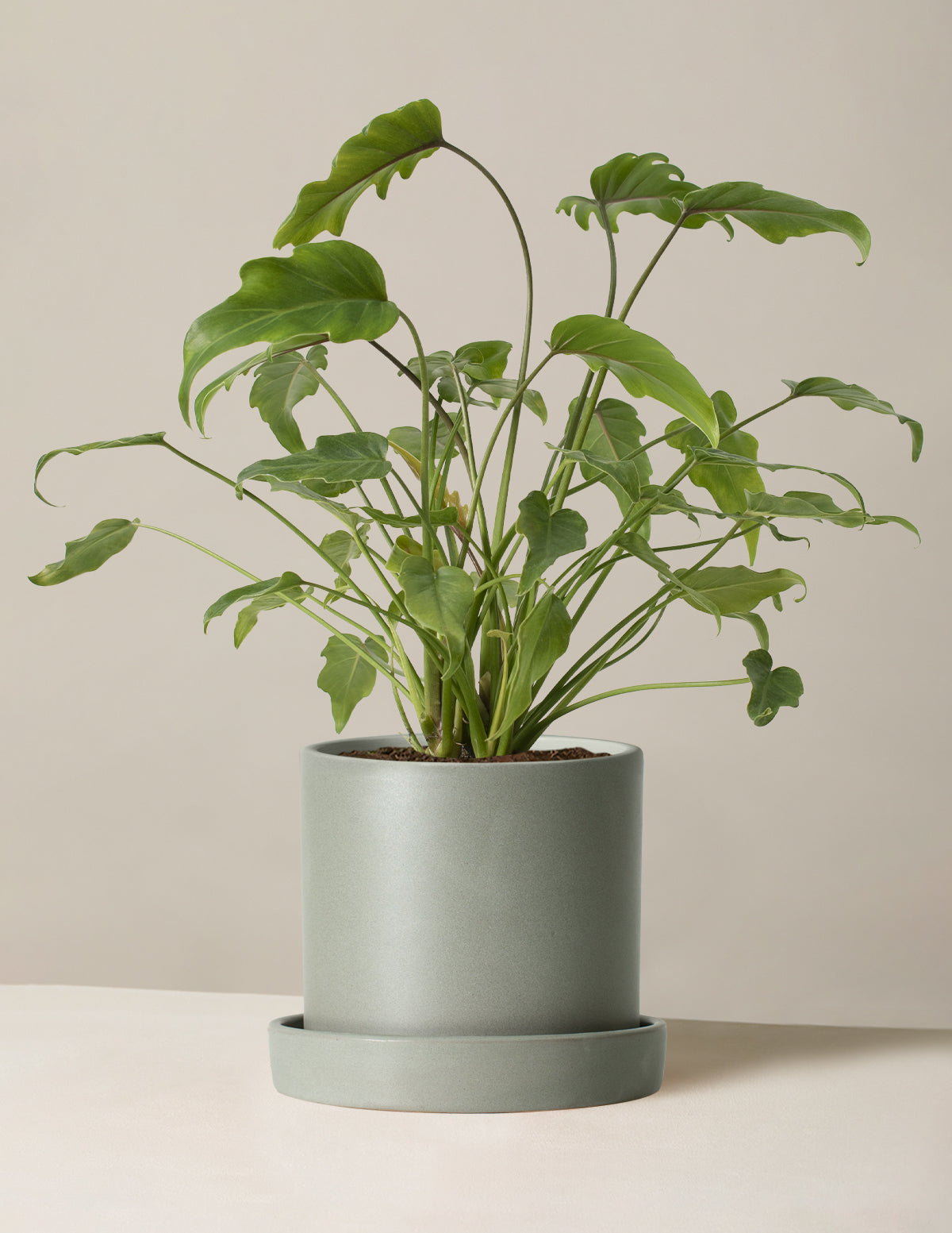 Philodendron Xanadu