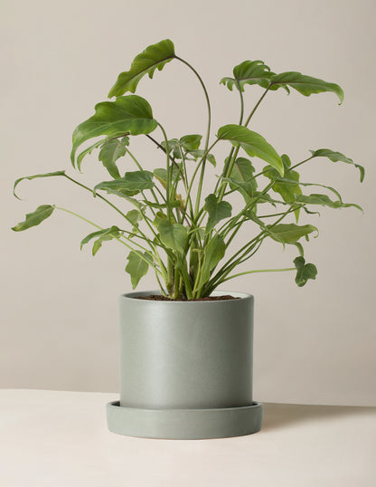 Philodendron Xanadu