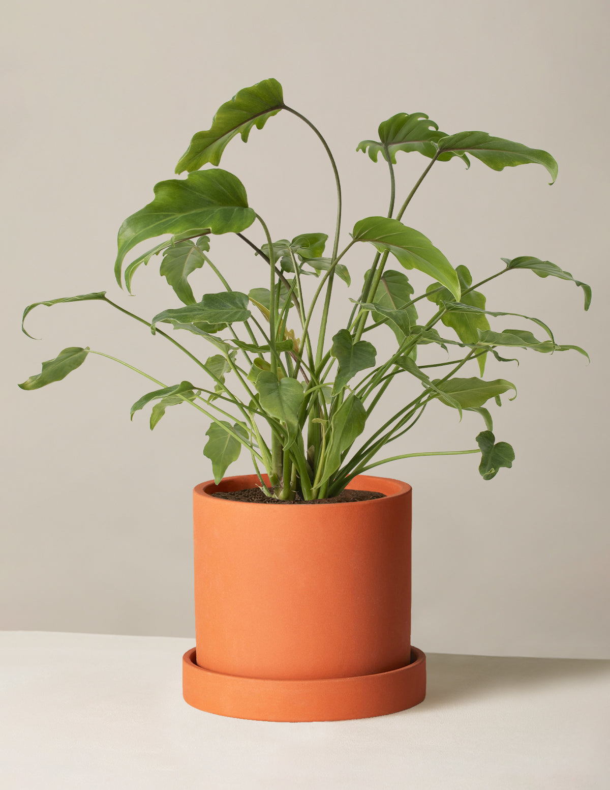 Philodendron Xanadu
