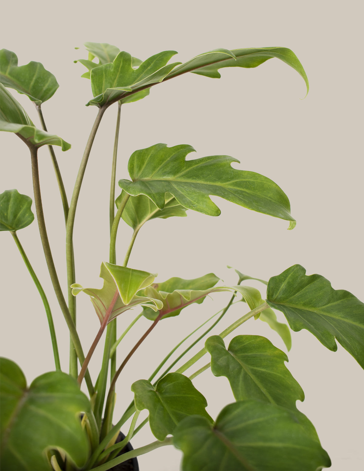 xanadu plant indoor Philodendron Xanadu | Houseplants for Delivery