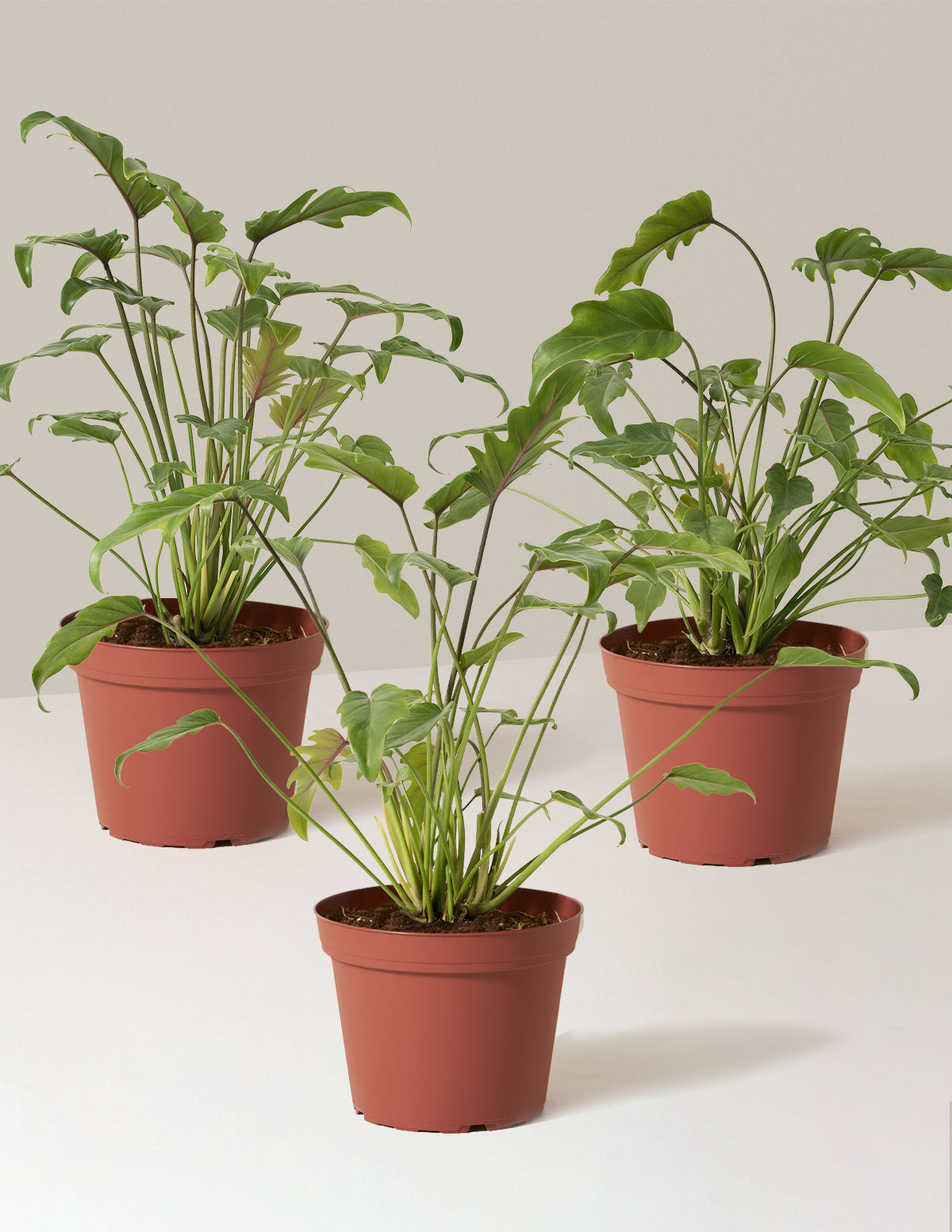 Philodendron Xanadu