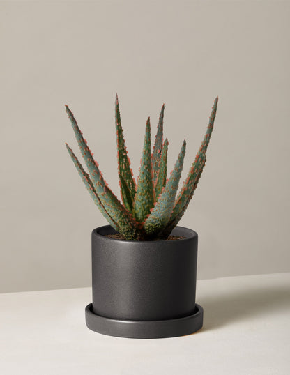 christmas carol succulent Aloe Christmas Carol Houseplant | Unique Plants and Gifts for Delivery