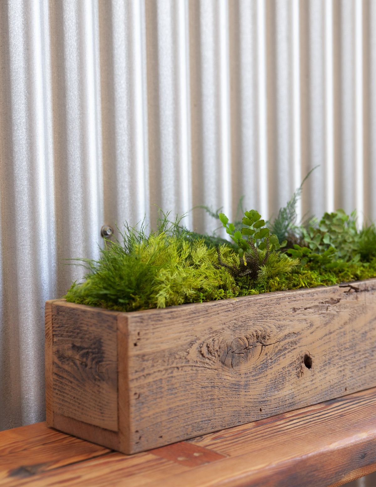 planter box indoor Preserved Moss & Fern Box